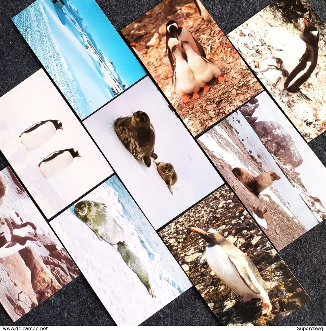China Postcard Antarctic Life: A Set Of 10 Postcards, Featuring Animal Materials Photographed By Antarctic Explorer Wang - Chine