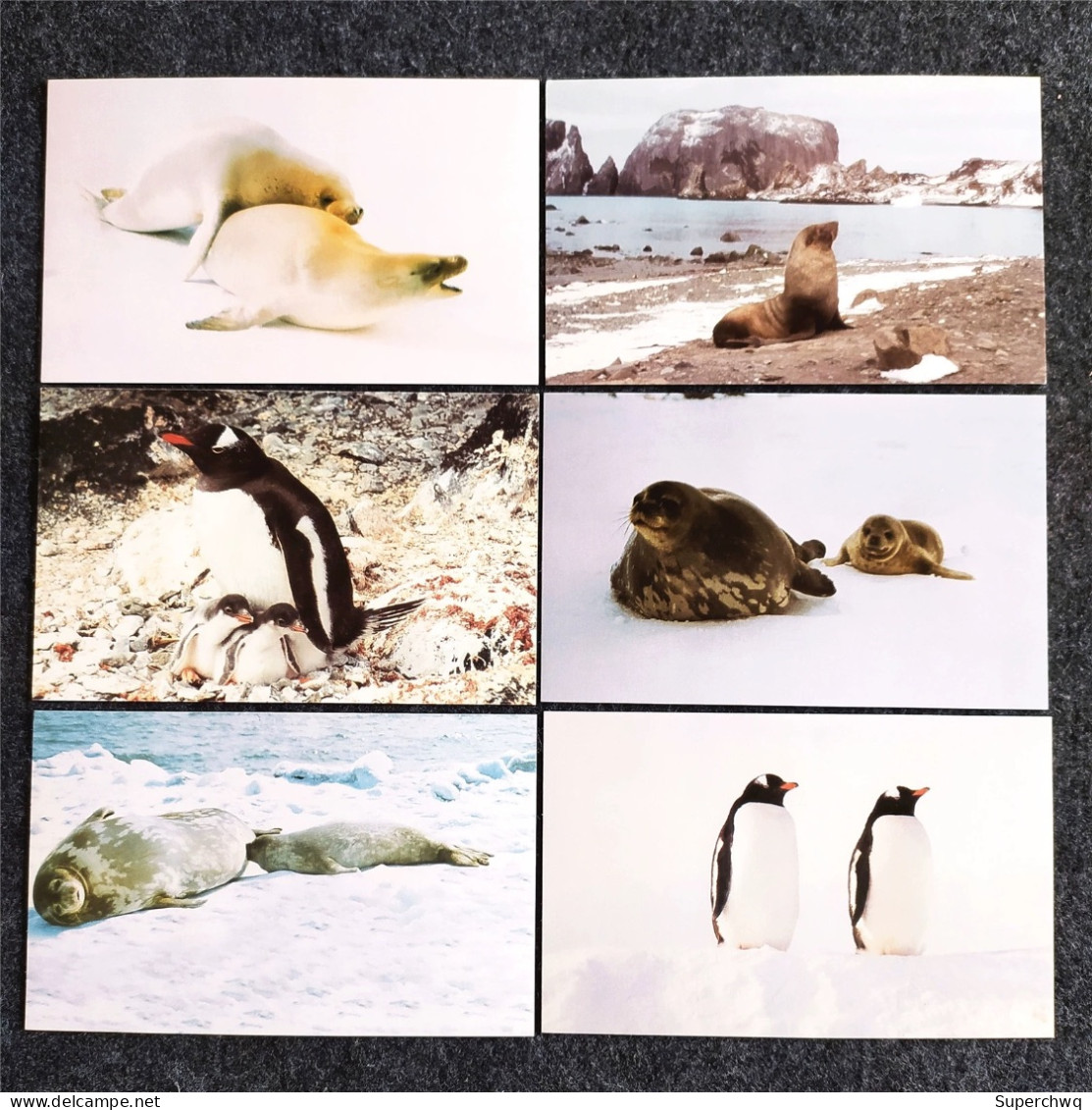 China Postcard Antarctic Life: A Set Of 10 Postcards, Featuring Animal Materials Photographed By Antarctic Explorer Wang - China