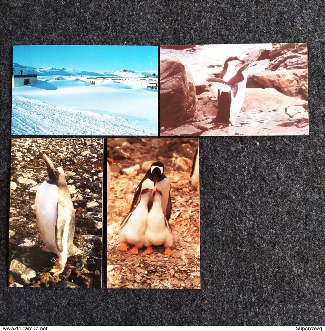 China Postcard Antarctic Life: A Set Of 10 Postcards, Featuring Animal Materials Photographed By Antarctic Explorer Wang - Chine