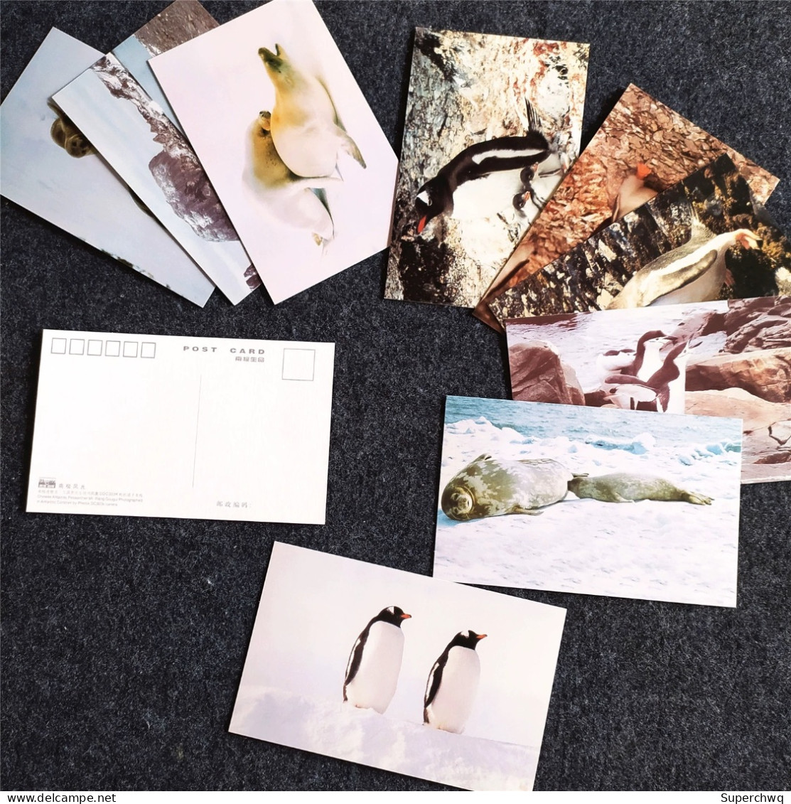 China Postcard Antarctic Life: A Set Of 10 Postcards, Featuring Animal Materials Photographed By Antarctic Explorer Wang - China