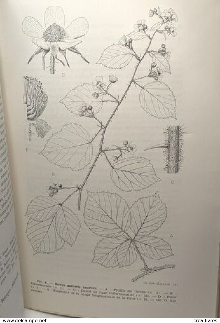 Spermatophytes - Vol. III - Fascicules 1 2 Et 3 - édités Ente 1958 Et 1960 - Flore Générale De Belgique - Non Classés