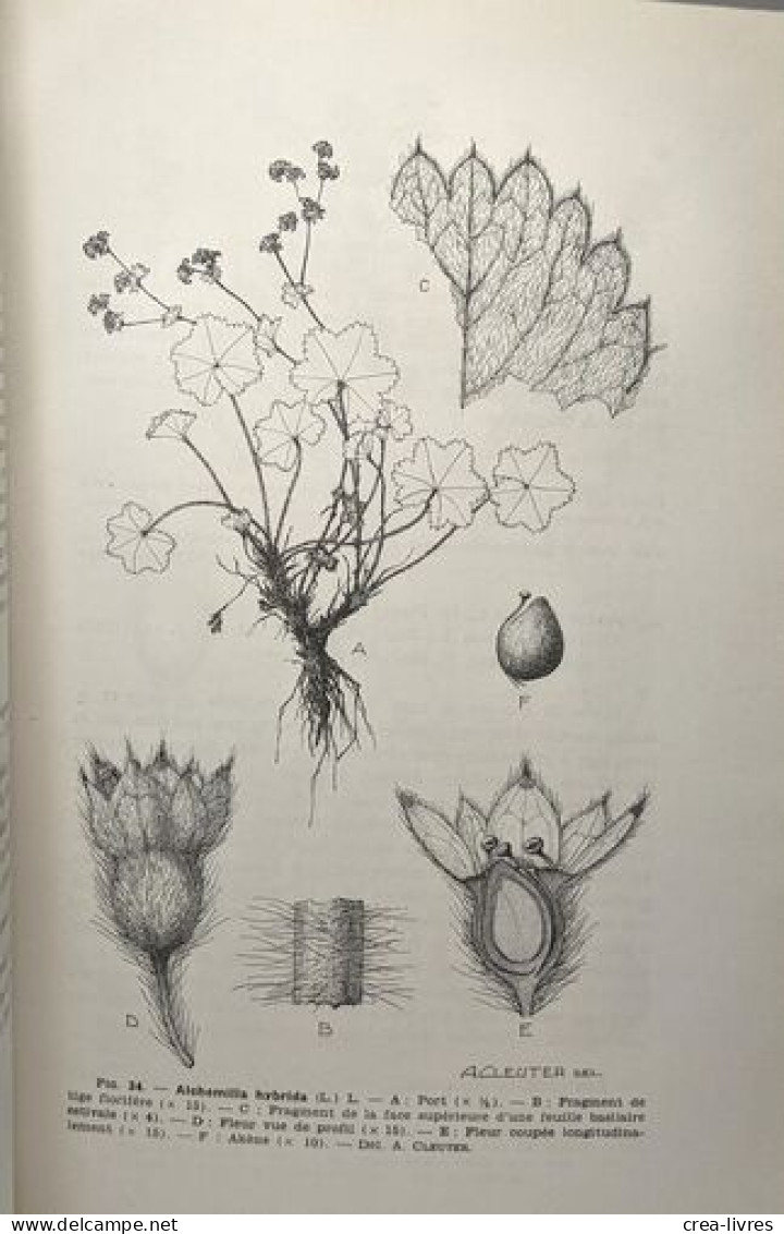Spermatophytes - Vol. III - Fascicules 1 2 Et 3 - édités Ente 1958 Et 1960 - Flore Générale De Belgique - Non Classés