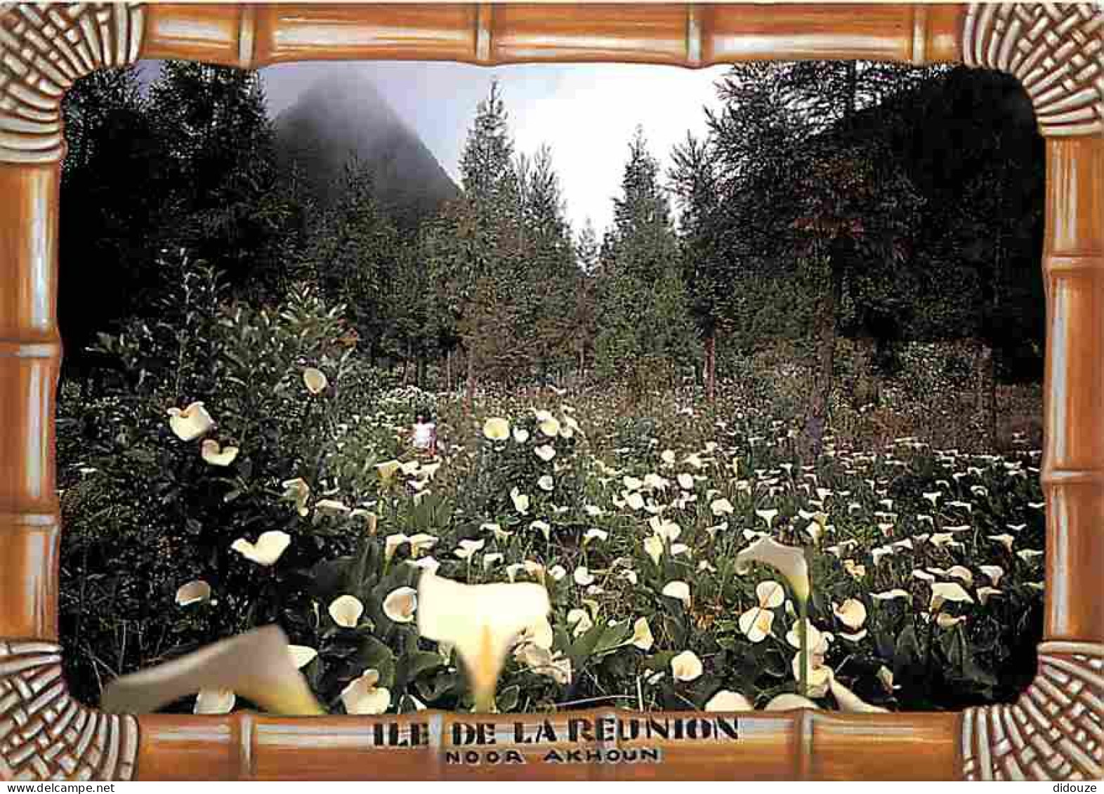 La Réunion - Champs D'arums Dans La Foret De Bébour - Fleurs - CPM - Voir Scans Recto-Verso - Other & Unclassified