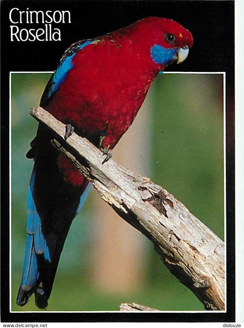 Animaux - Oiseaux - Perroquet - Crimson Rosella - CPM - Voir Scans Recto-Verso - Oiseaux