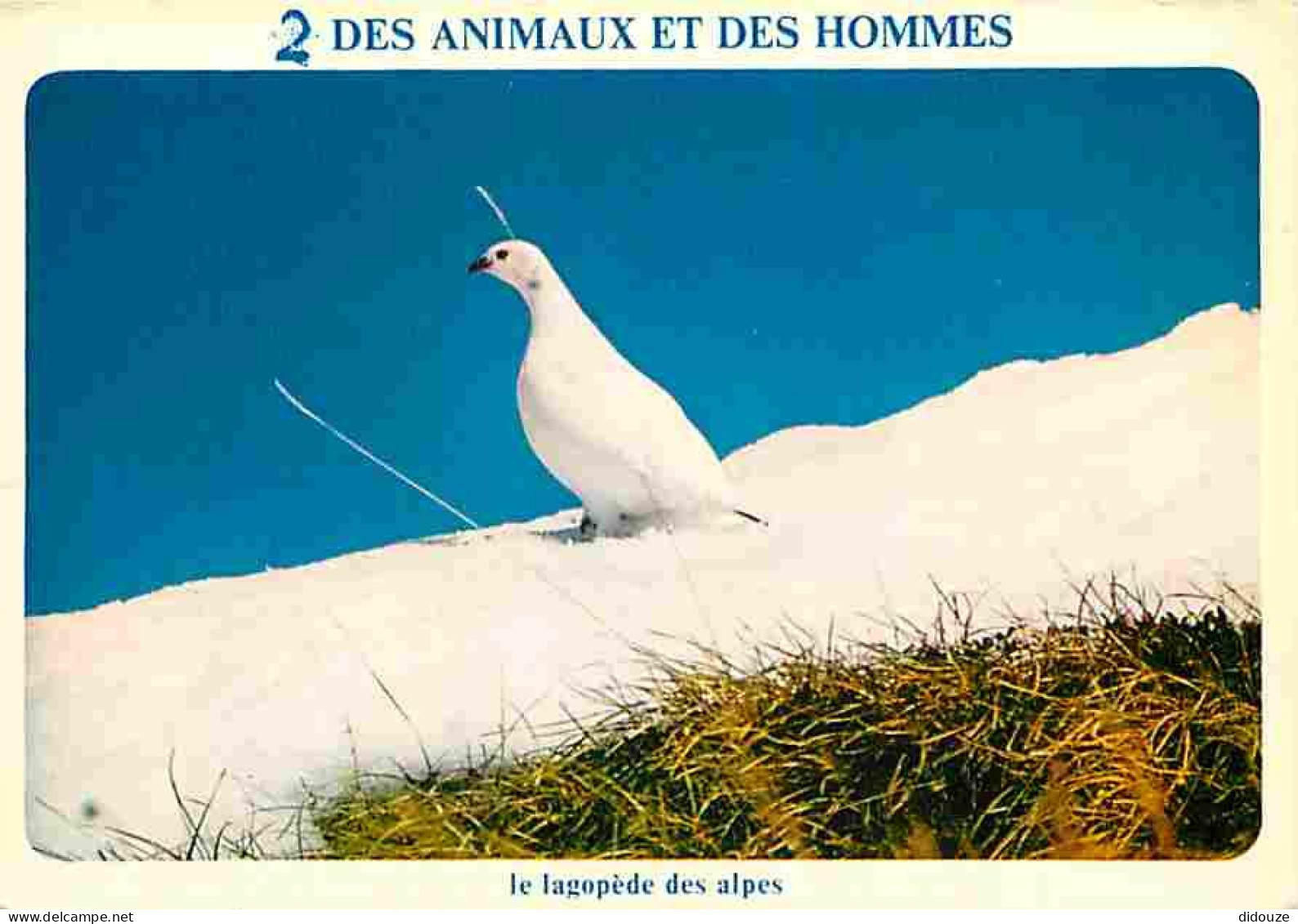Animaux - Oiseaux - Le Lagopède Des Aipes - Hiver - Neige - CPM - Voir Scans Recto-Verso - Oiseaux