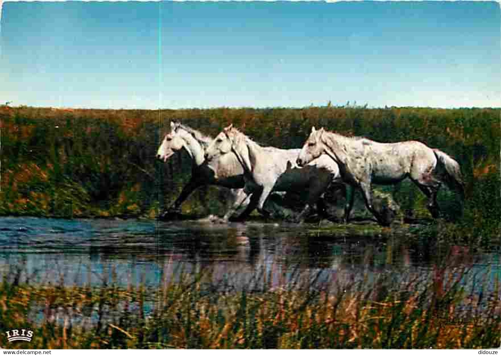 Animaux - Chevaux - Camargue - CPM - Voir Scans Recto-Verso - Pferde