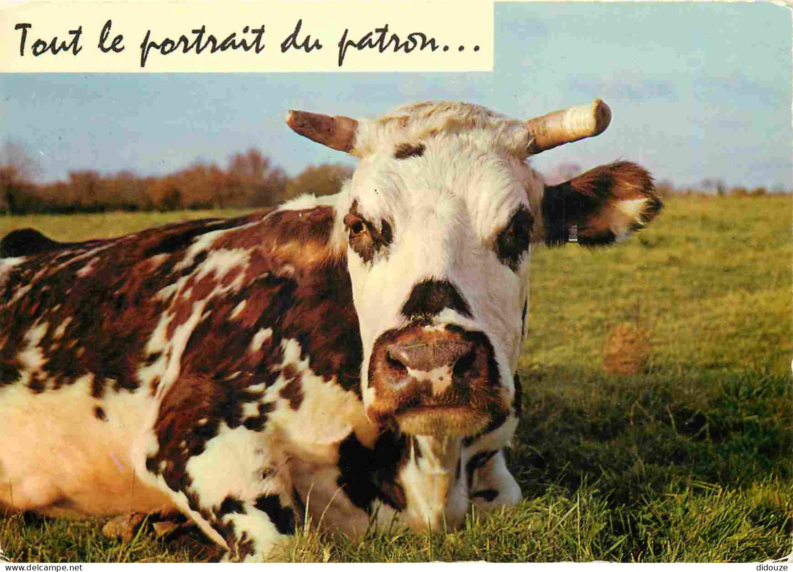 Animaux - Vaches - Carte à Message Humoristique - CPM - Voir Scans Recto-Verso - Cows