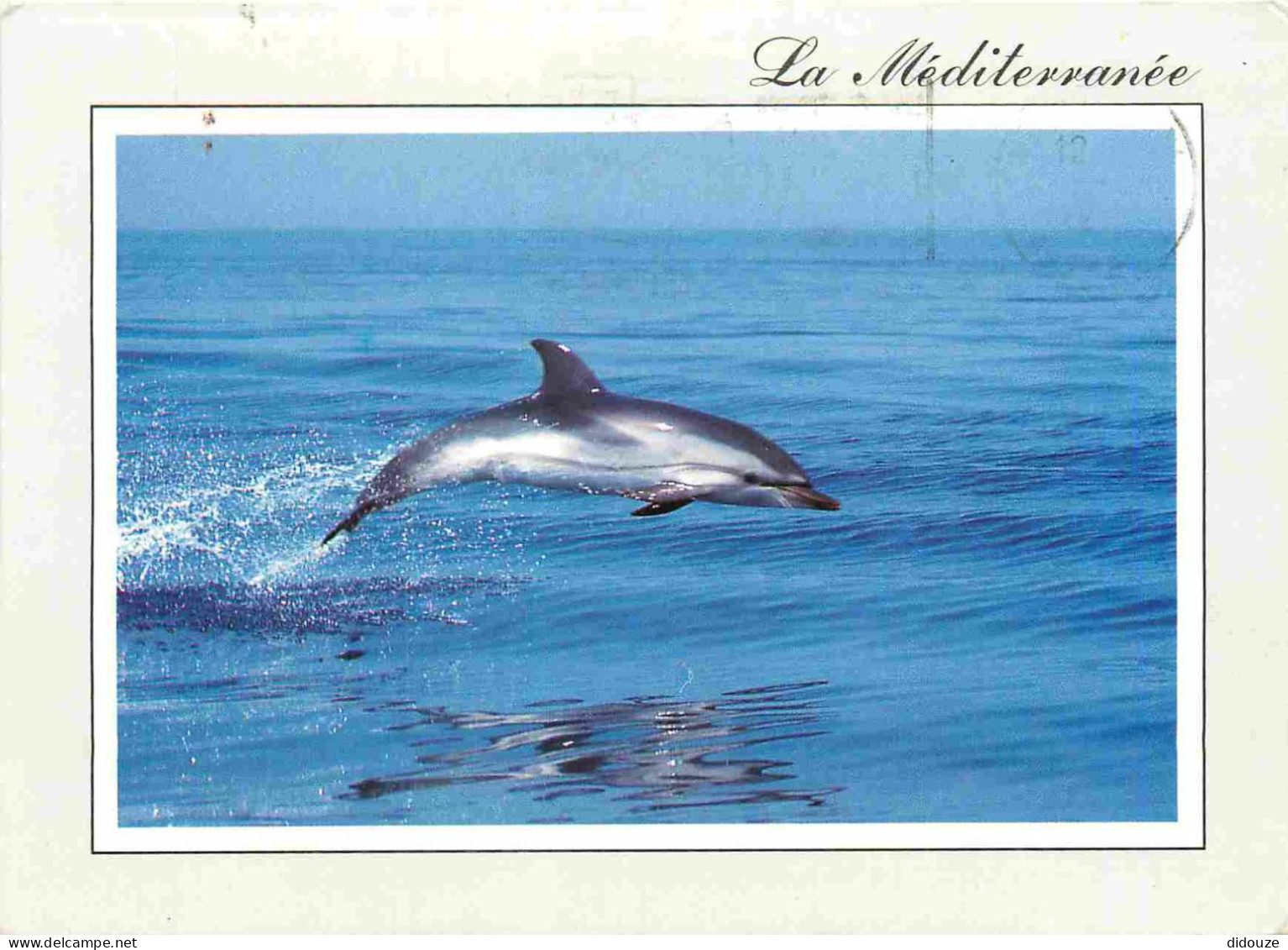 Animaux - Dauphin - Dolphin - CPM - Voir Scans Recto-Verso - Dolfijnen
