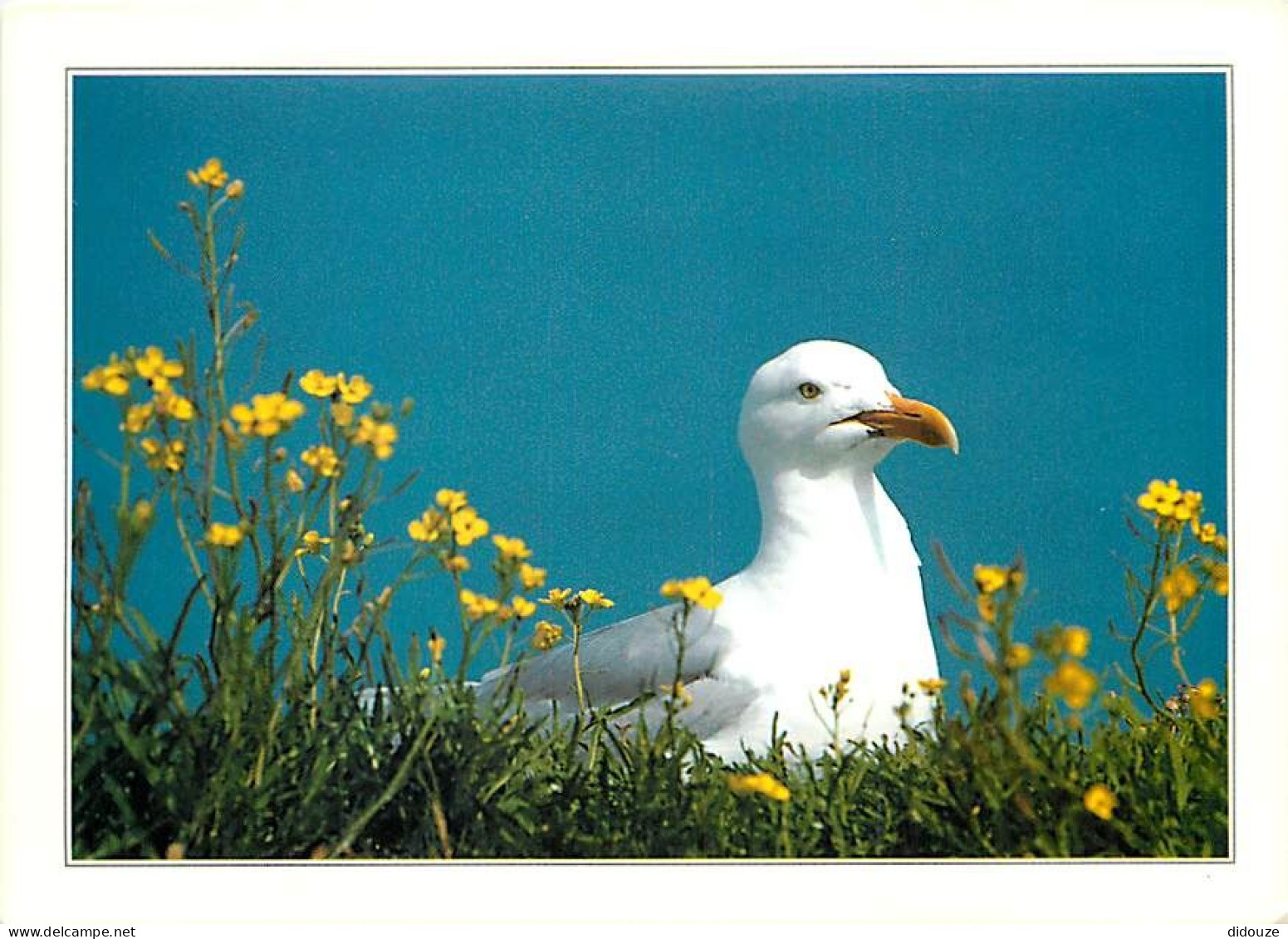 Animaux - Oiseaux - Oiseaux De Mer - Mouettes - CPM - Voir Scans Recto-Verso - Oiseaux