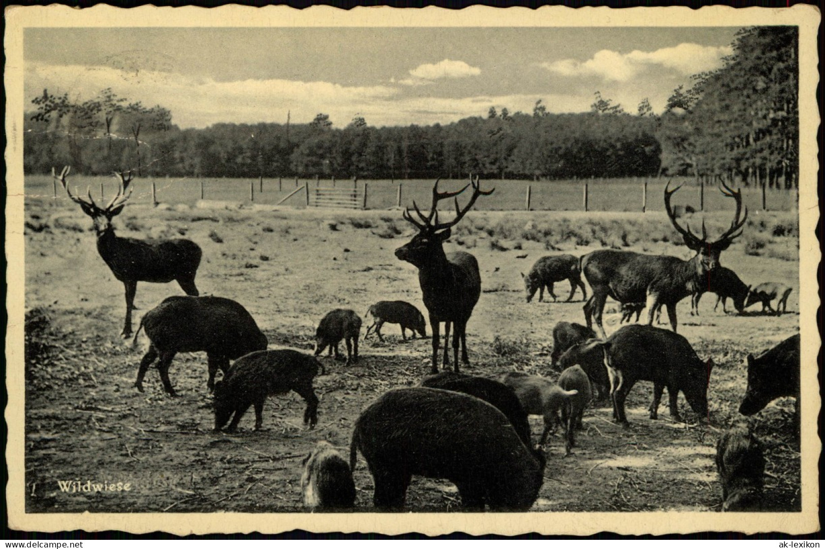 Ansichtskarte Moritzburg Wildwiese 1940 - Moritzburg