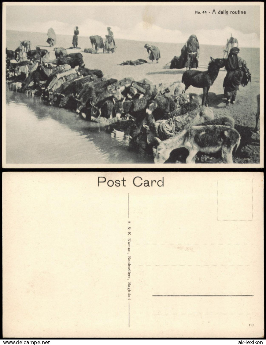 Postcard Irak Allgemein A Daily Routine Iraq Tiere Oase 1922 - Irak