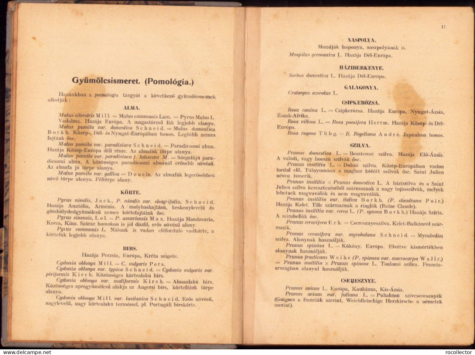 A Gyümölcstermesztés Kézikönyve Irta Mohácsy Mátyás 1936 687SPN - Libri Vecchi E Da Collezione