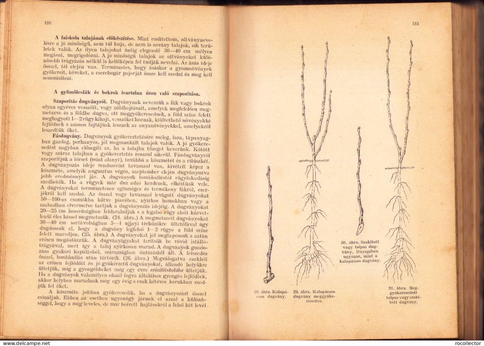 A gyümölcstermesztés kézikönyve irta Mohácsy Mátyás 1936 687SPN