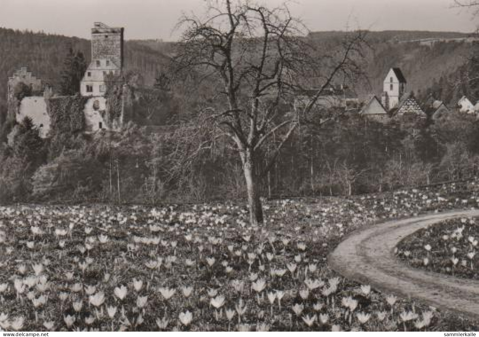 6768 - Bad Teinach - Zavelstein - Ca. 1965 - Bad Teinach