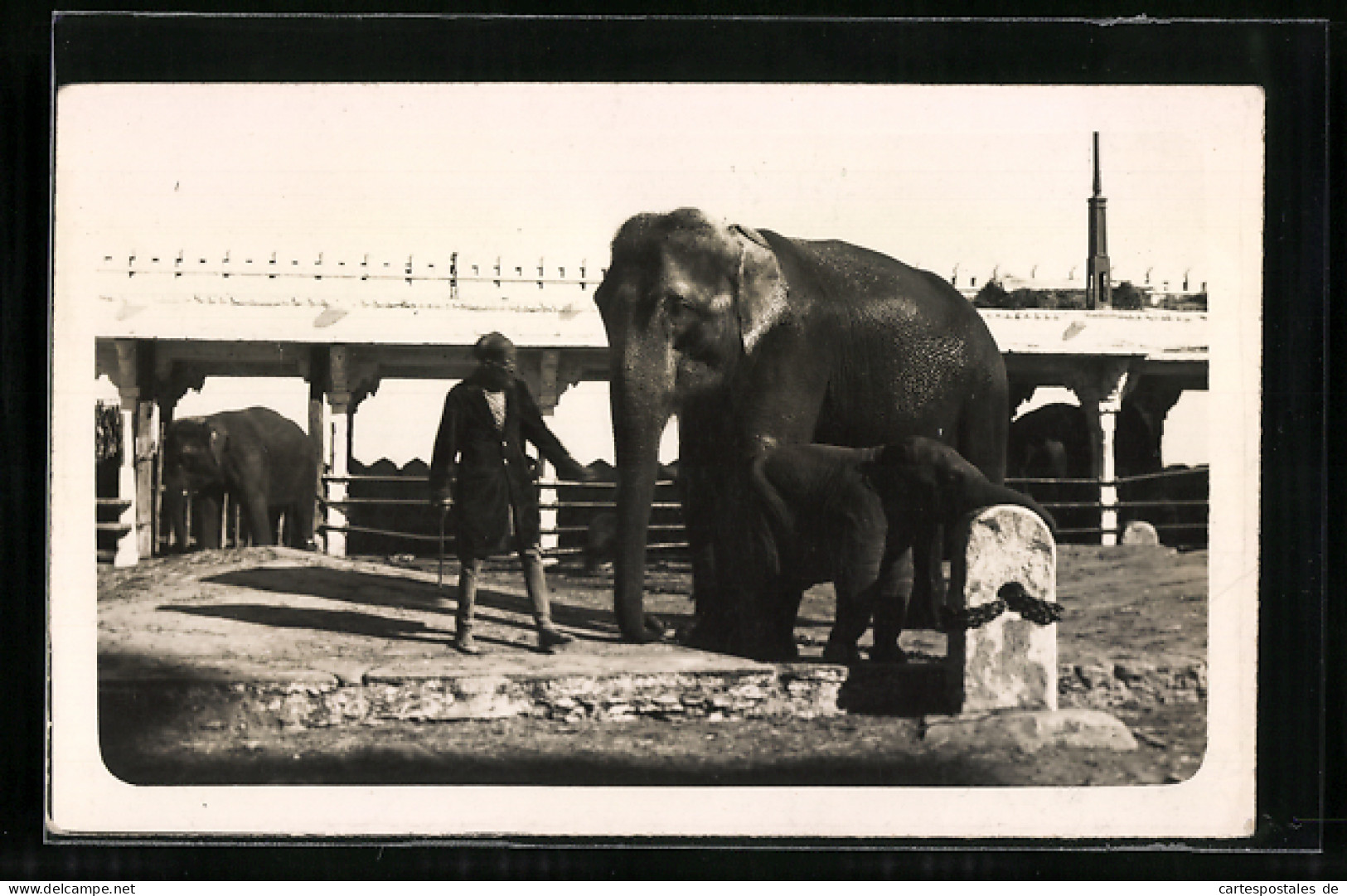 Foto-AK Indien, Angeketteter Elefant Mit Kalb Vor Einer Brücke  - Elephants