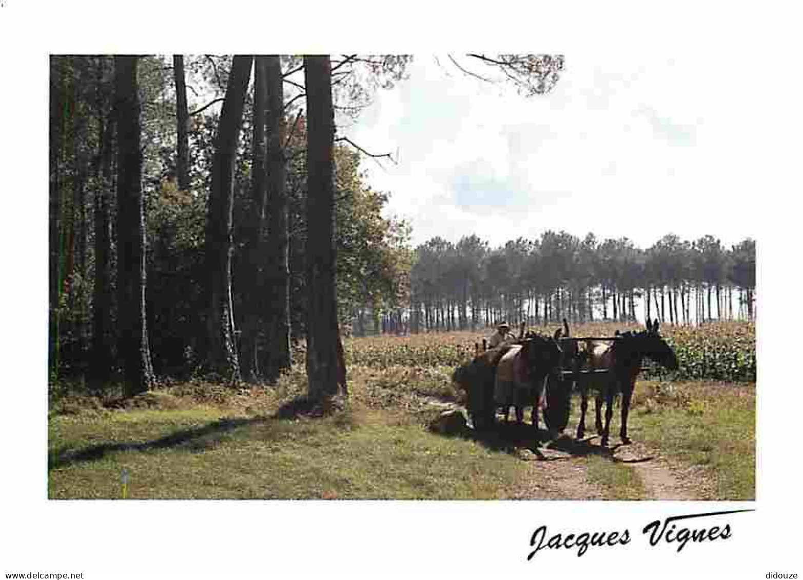 Animaux - Chevaux - L'attelage De Mules - Editeur Jacques Vignes - CPM - Voir Scans Recto-Verso - Horses