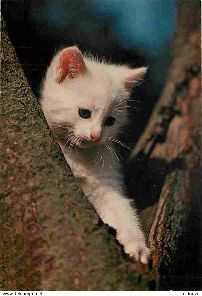 Animaux - Chats - Chatons - Chat Blanc Dans Un Arbre - CPM - Voir Scans Recto-Verso - Chats