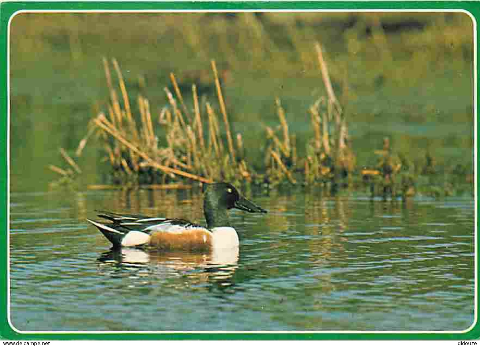 Animaux - Oiseaux - Slobeend - CPM - Voir Scans Recto-Verso - Oiseaux