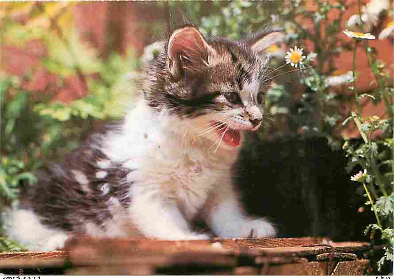 Animaux - Chats - Chatons - Carte De La Société Protectrice Des Animaux Et Société Contre La Cruauté Envers Les Animaux  - Cats