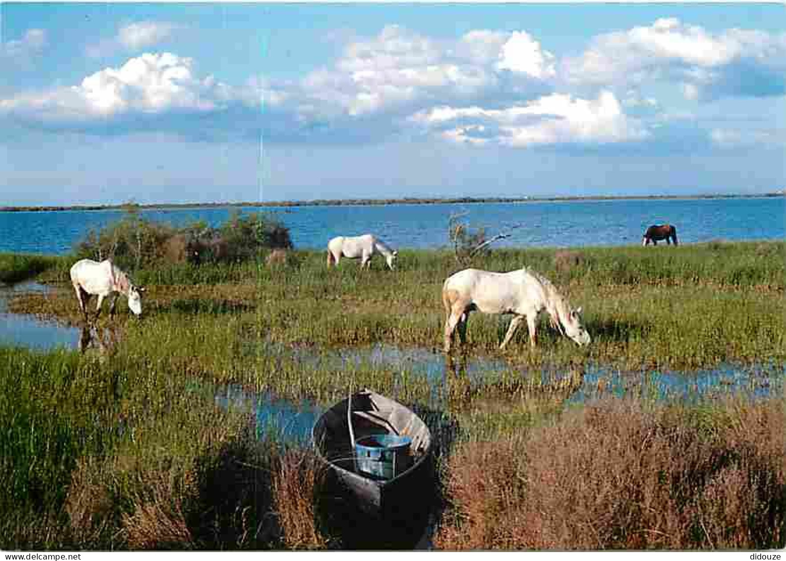 Animaux - Chevaux - Camargue - Chevaux Au Bord De L'Etang - CPM - Voir Scans Recto-Verso - Horses