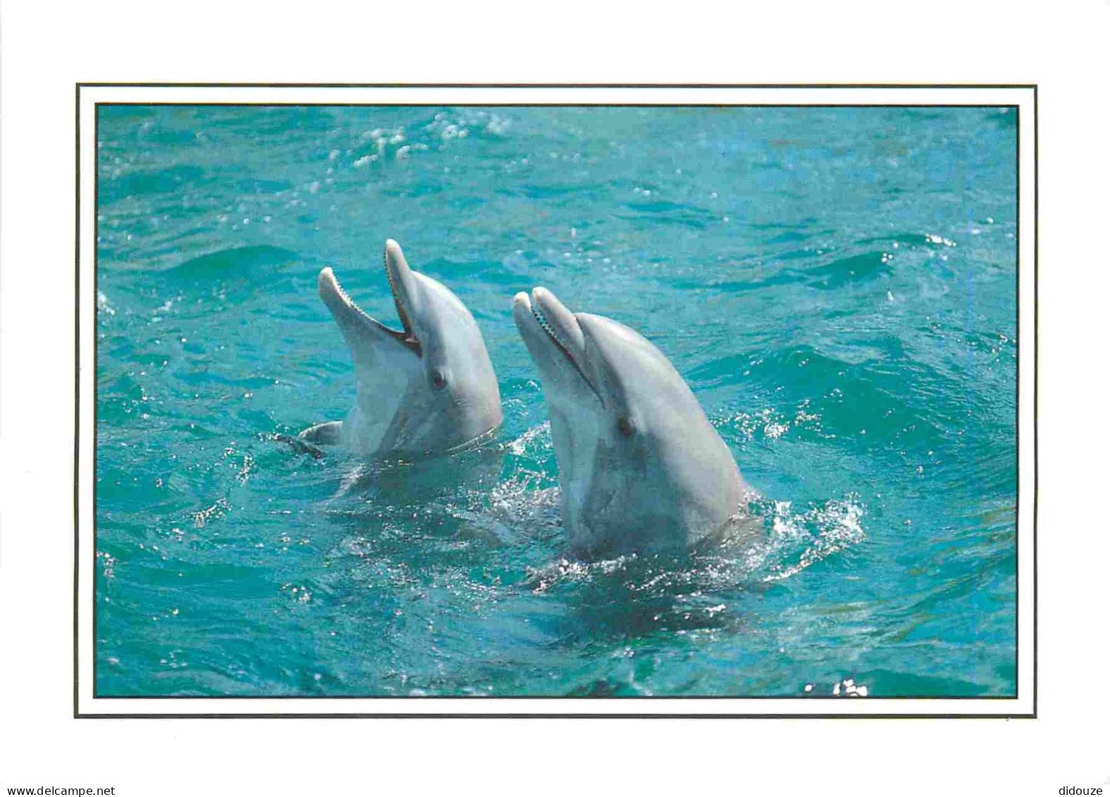 Animaux - Dauphin - Dolphin - CPM - Voir Scans Recto-Verso - Dauphins