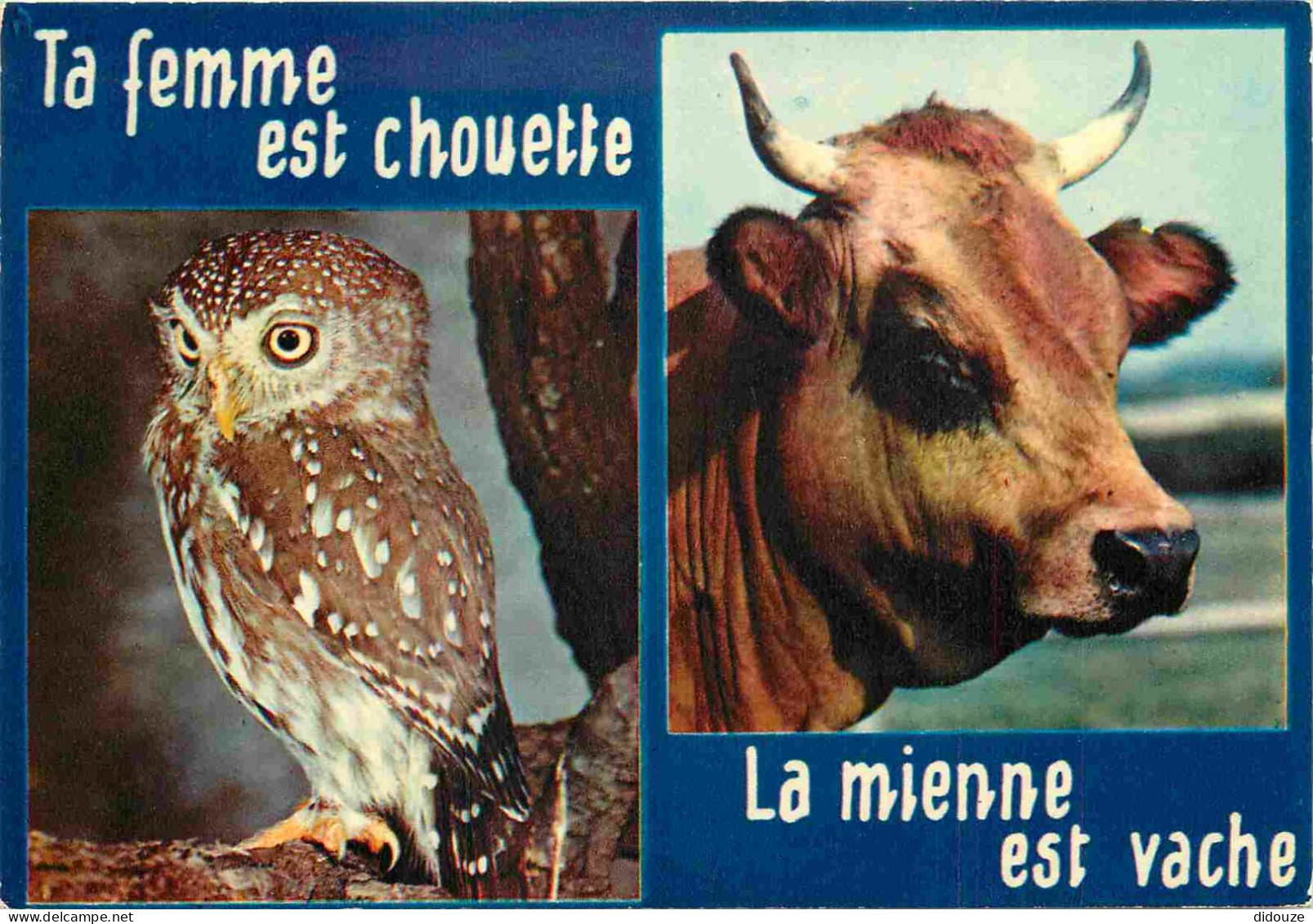 Animaux - Vaches - Carte à Message Humoristique - Chouette - CPM - Voir Scans Recto-Verso - Kühe