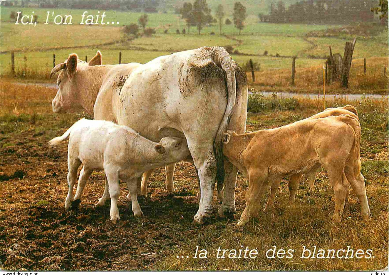 Animaux - Vaches - Carte à Message Humoristique - Tétée - CPM - Voir Scans Recto-Verso - Vacas