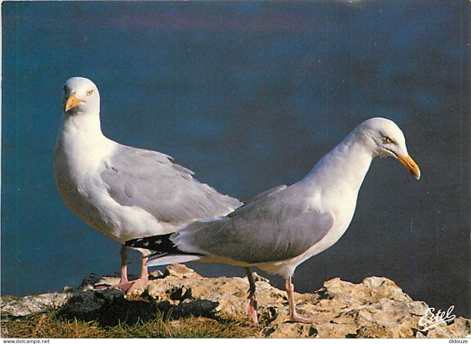 Animaux - Oiseaux - Oiseaux De Mer - Goélands Argentés - CPM - Voir Scans Recto-Verso - Oiseaux