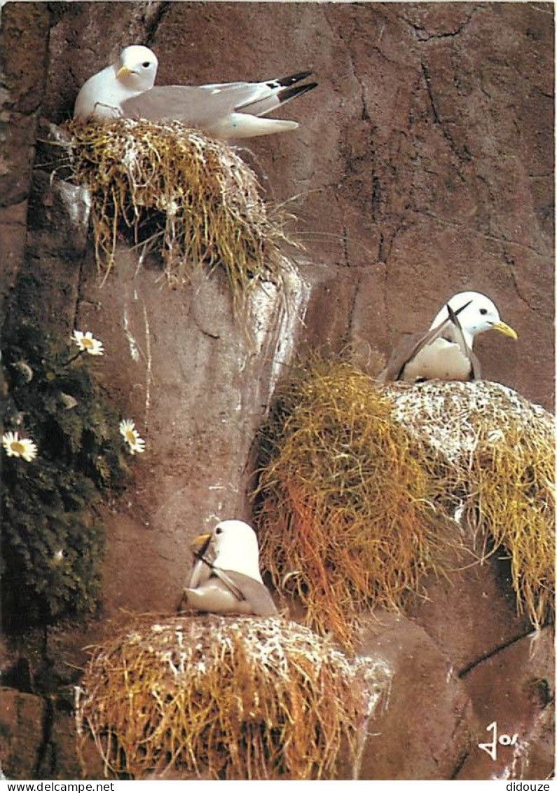 Animaux - Oiseaux - Oiseaux De Mer - Mouettes Tridactyles - CPM - Voir Scans Recto-Verso - Oiseaux