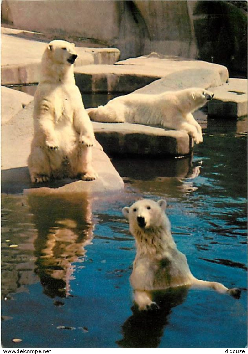 Animaux - Ours - Muséum National D'Histoire Naturelle De Paris - Ours Blancs - Zoo - Bear - CPM - Voir Scans Recto-Verso - Bären