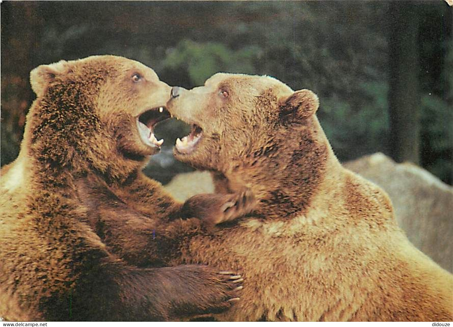 Animaux - Ours - CPM - Voir Scans Recto-Verso - Bears