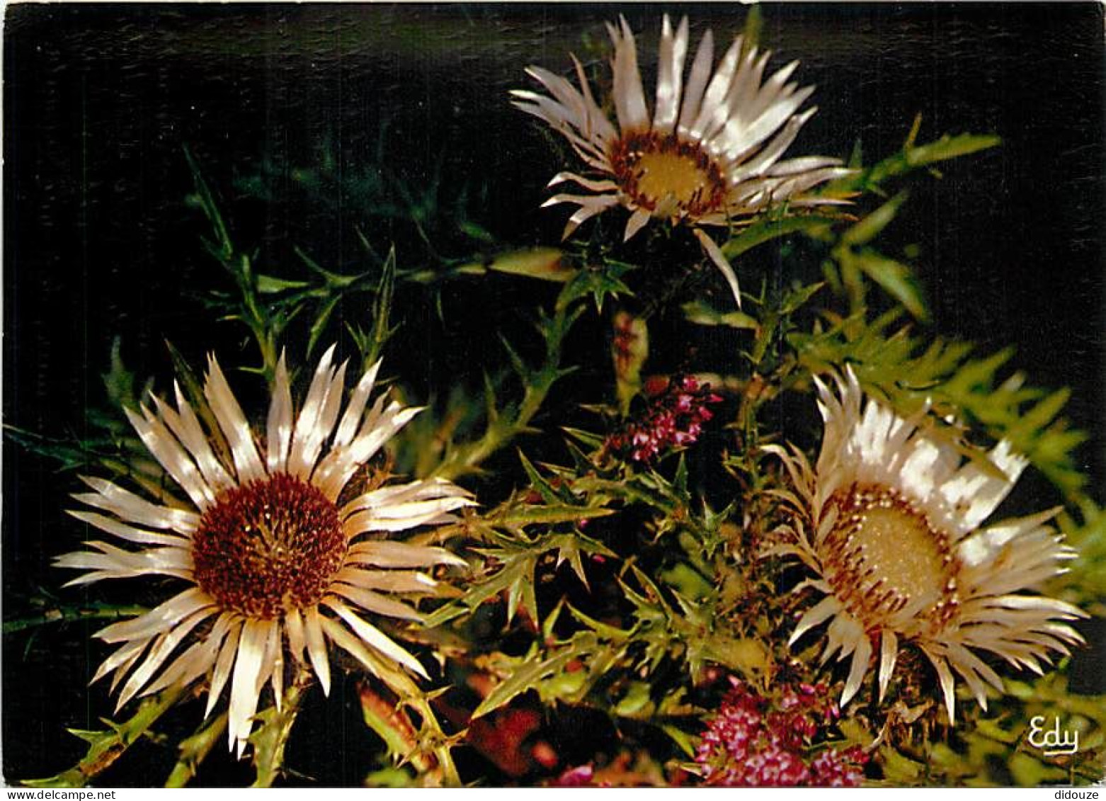 Fleurs - CPM - Voir Scans Recto-Verso - Blumen