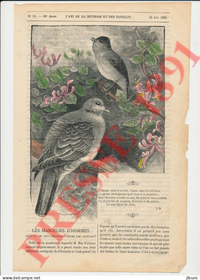 7 Vues 1891 Mac Farlane Cannibalisme En Océanie Papous Papouasie Lifu + Epagneul Chien + Whymper (Charles) Oiseaux - Ohne Zuordnung