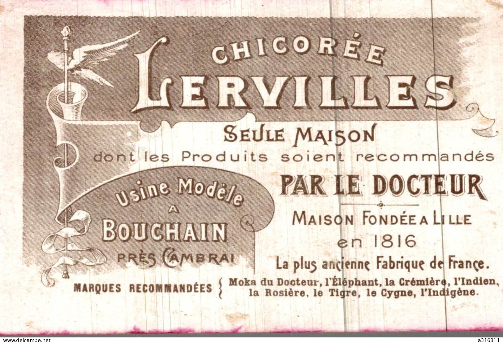 Chicoree Lervilles L Ablette - Tea & Coffee Manufacturers