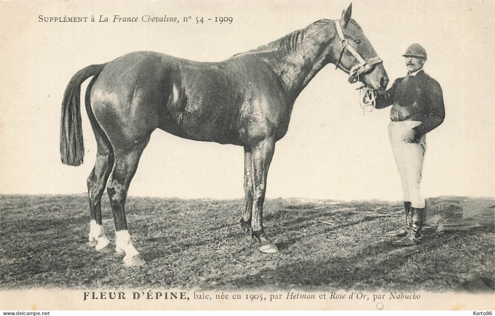 Hippisme * La France Chevaline N°54 1909 * Concours Centrale Hippique * Cheval FLEUR D'EPINE Baie - Horse Show