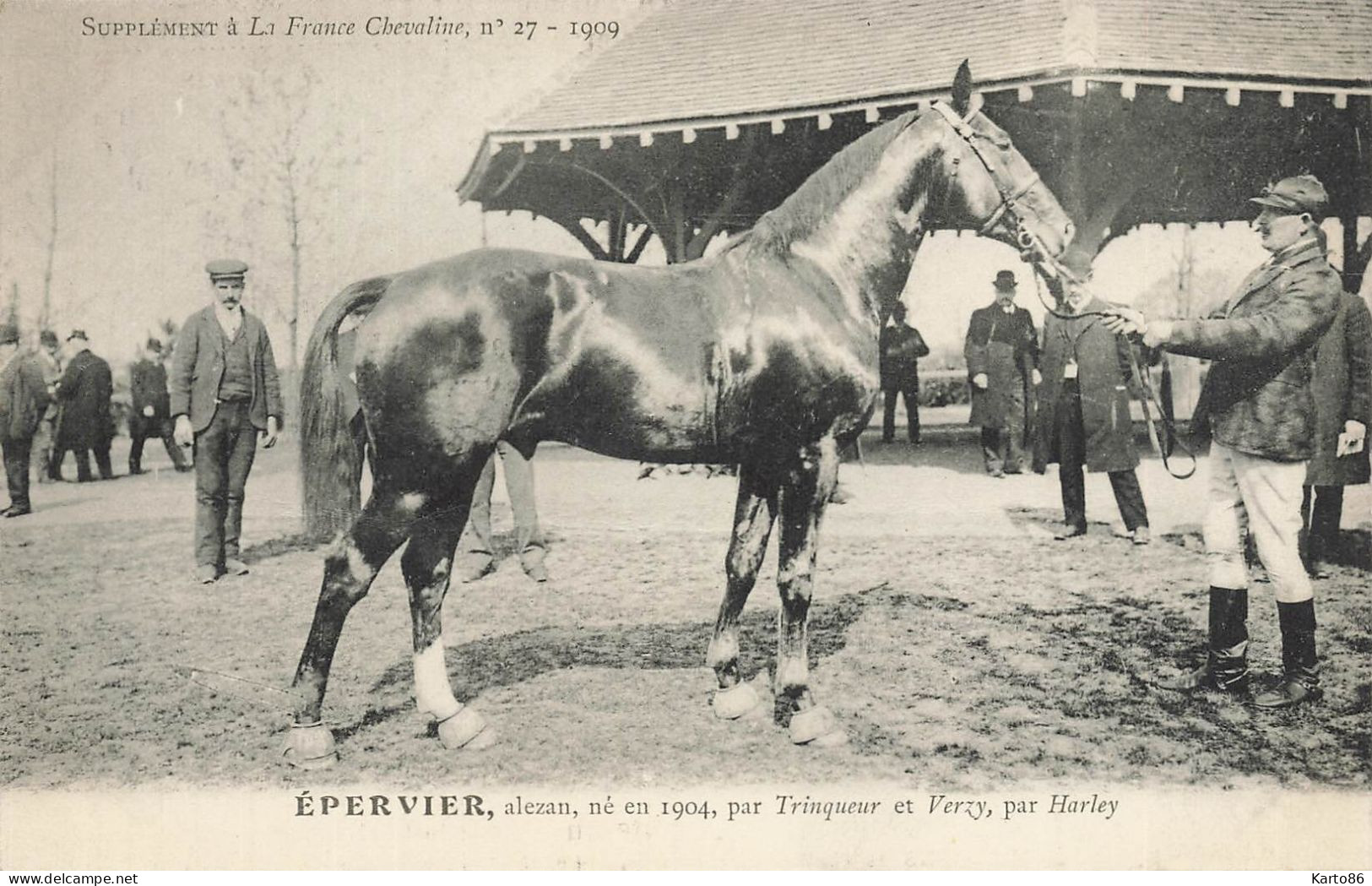 Hippisme * La France Chevaline N°27 1909 * Concours Centrale Hippique * Cheval EPERVIER Alezan - Horse Show