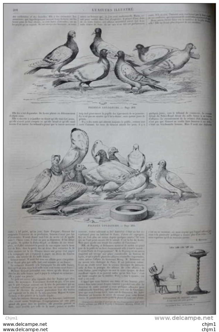 Pigeons Voyageurs - Page Original 1860 - Historical Documents