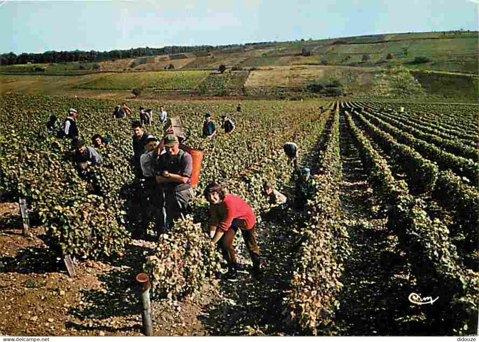 Vignes - Scènes De Vendanges - CPM - Voir Scans Recto-Verso - Weinberge