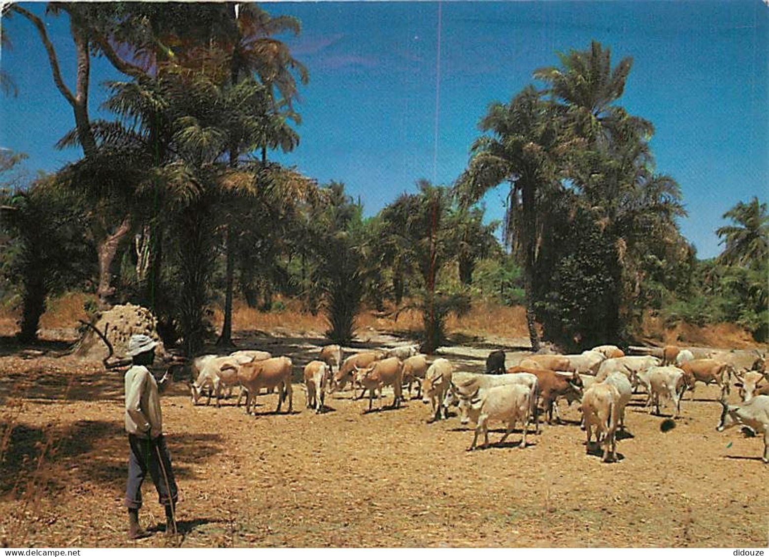 Sénégal - Couleurs Du Sénégal - Berger Surveillant Son Troupeau - Vaches - CPM - Voir Scans Recto-Verso - Sénégal
