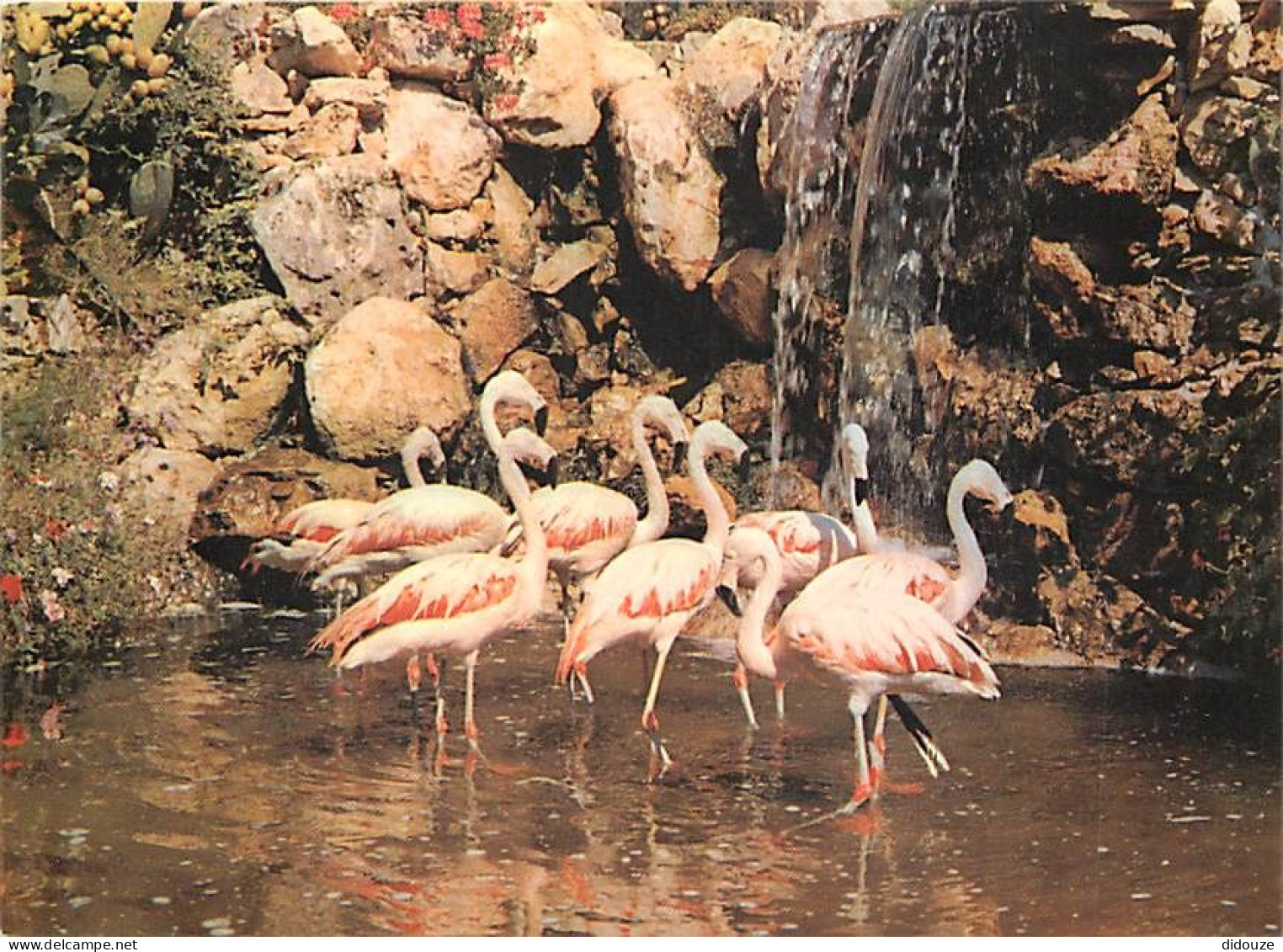 Animaux - Oiseaux - Flamants Roses - Sanary Bandol - Jardin Exotique Et Zoo - La Cascade Aux Flamands Rouges Du Chili -  - Oiseaux