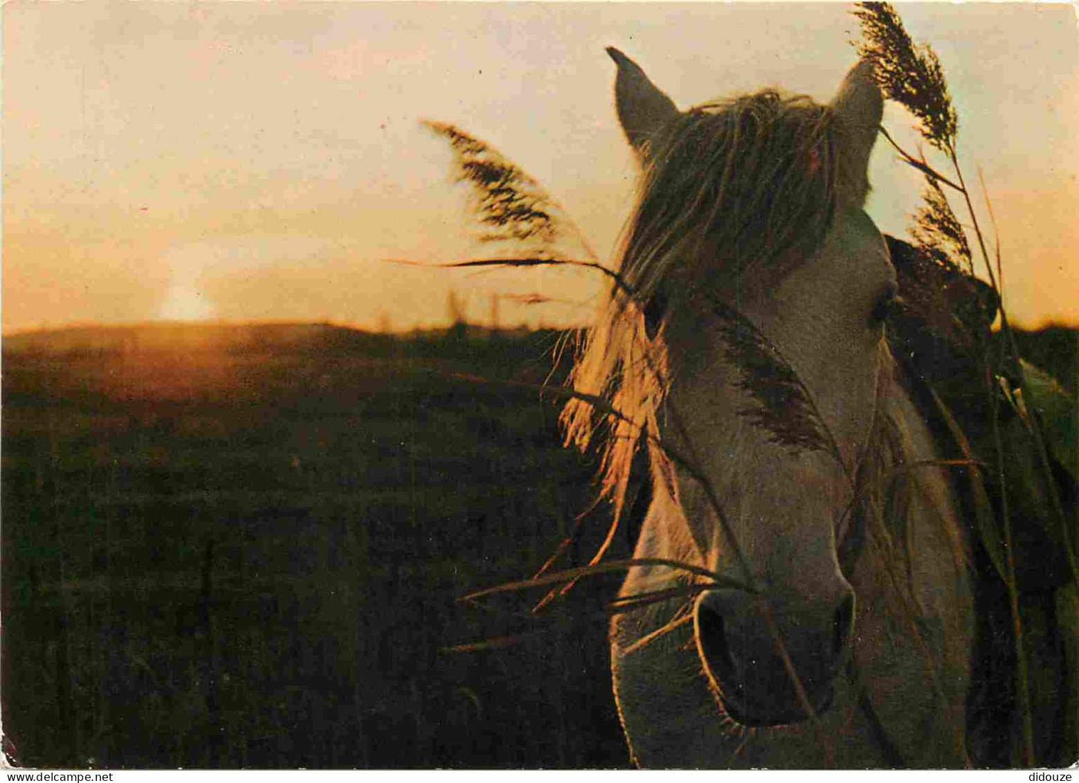 Animaux - Chevaux - Camargue - Coucher De Soleil - Horses - Pferde - CPM - Voir Scans Recto-Verso - Horses