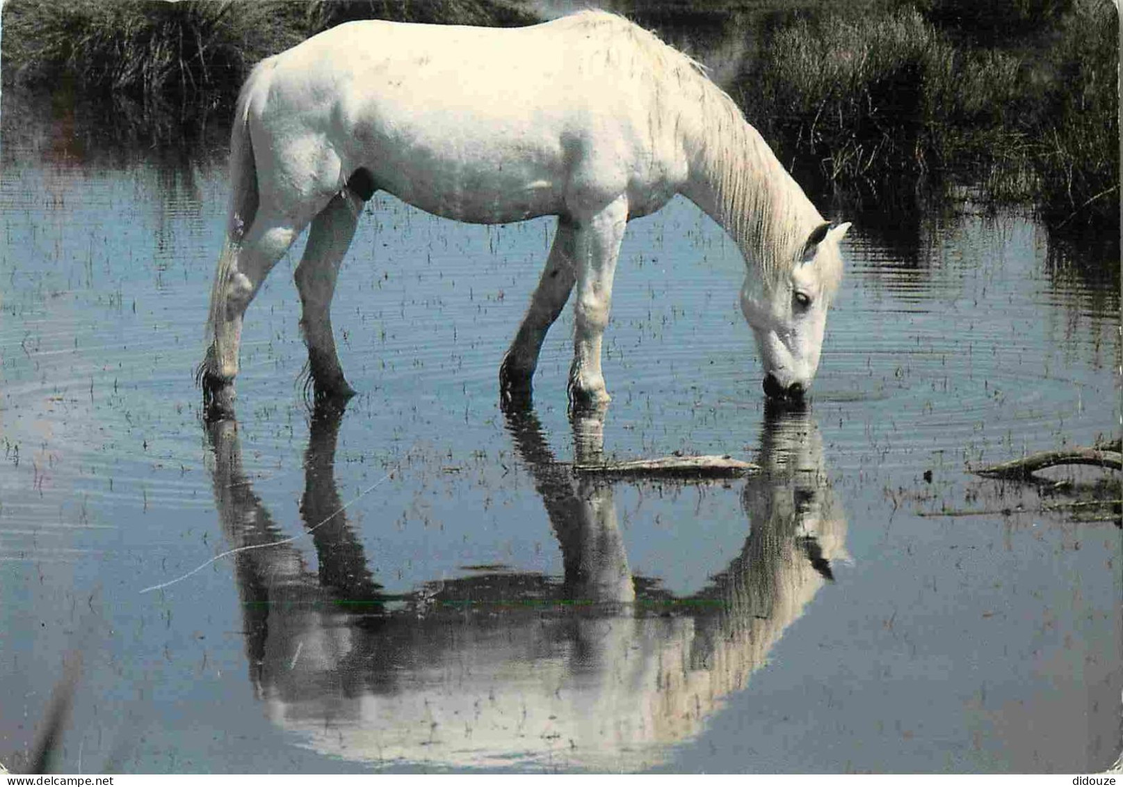 Animaux - Chevaux - Camargue - Cheval Camarguais Dans Les Marais - Camarguais - Horses - Pferde - CPM - Voir Scans Recto - Horses