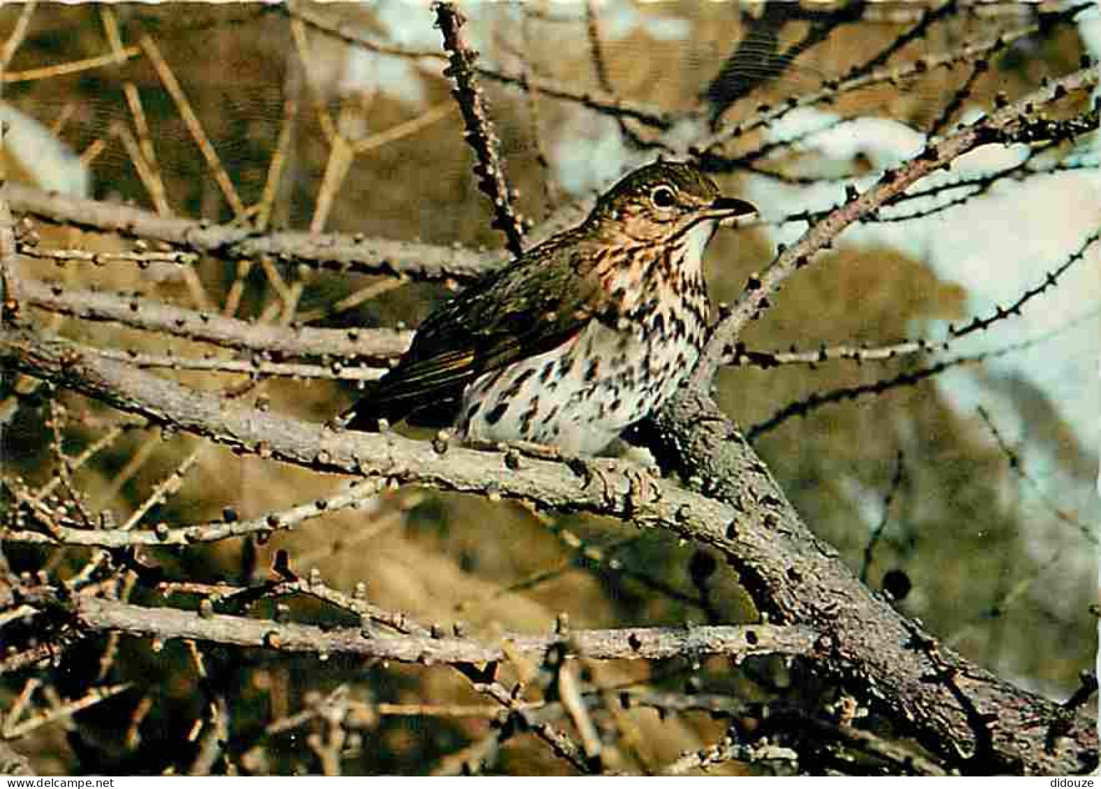 Animaux - Oiseaux - Grive Musicienne - CPM - Voir Scans Recto-Verso - Birds