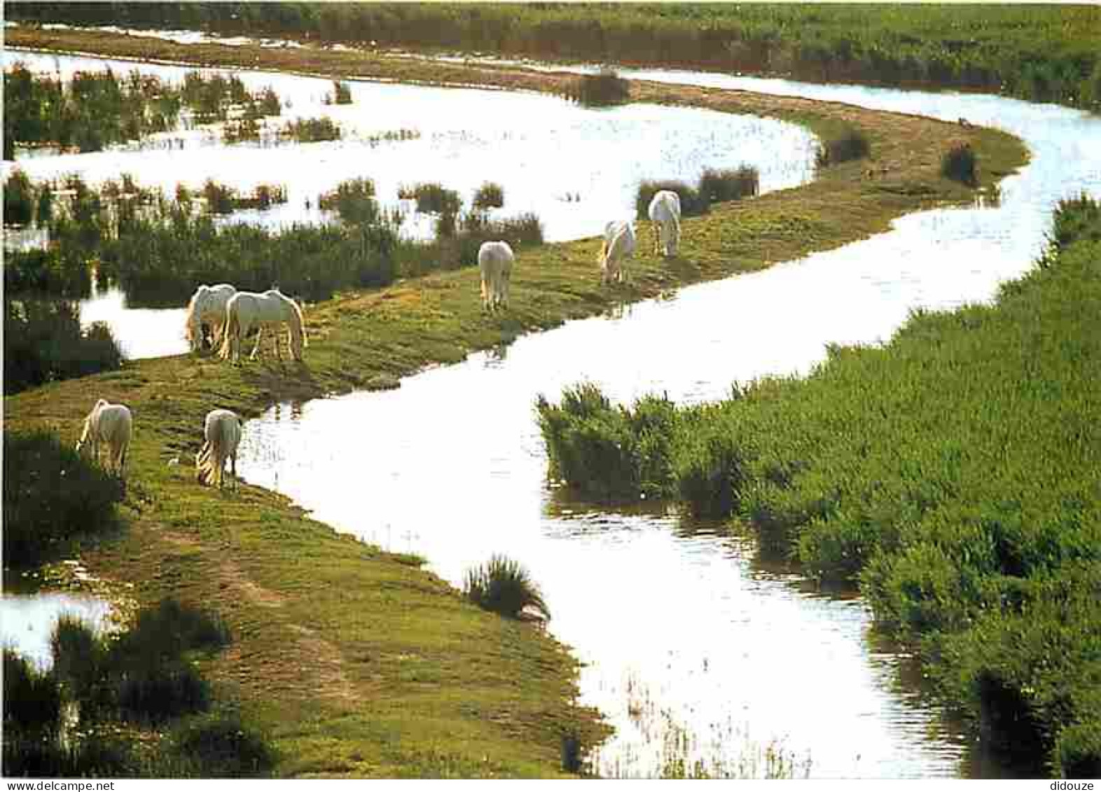 Animaux - Chevaux - Camargue - Chevaux Camarguais Au Bord D'une Roubine - Chevaux En Liberté Dans Les Marais - Carte Neu - Horses