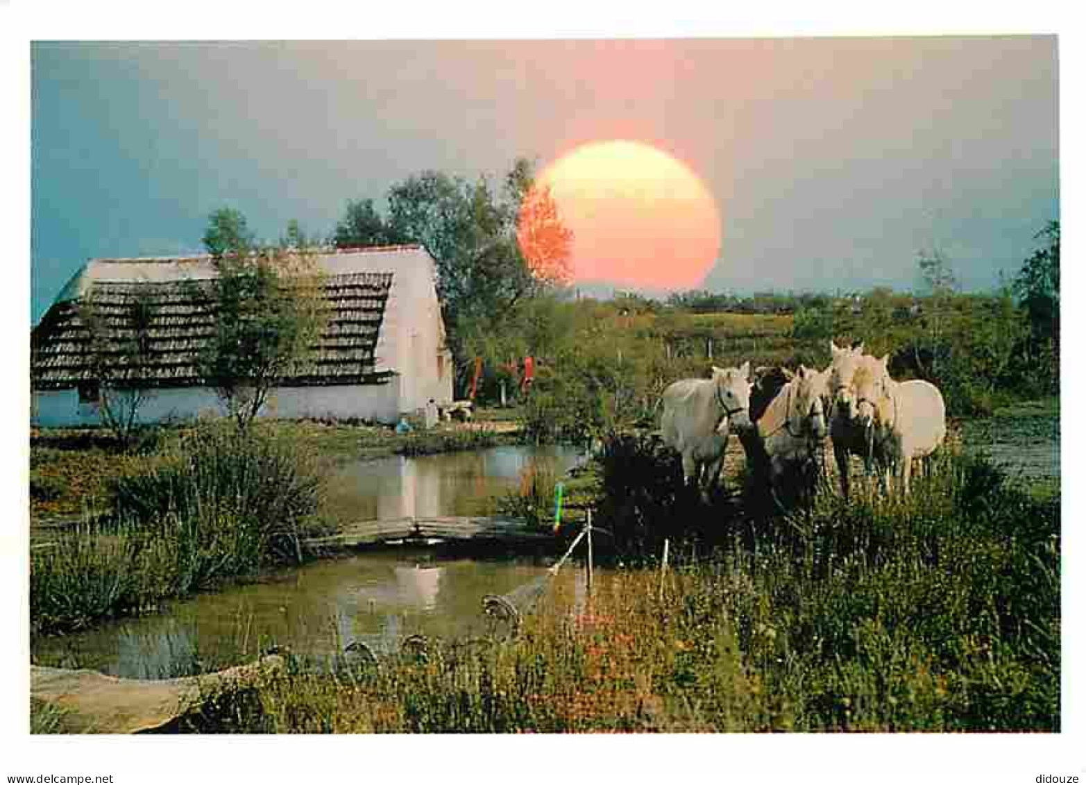 Animaux - Chevaux - Camargue - Terre Des Grands Espaces - Cabane De Gardian Et Chevaux Au Couchant - Flamme Postale - CP - Pferde