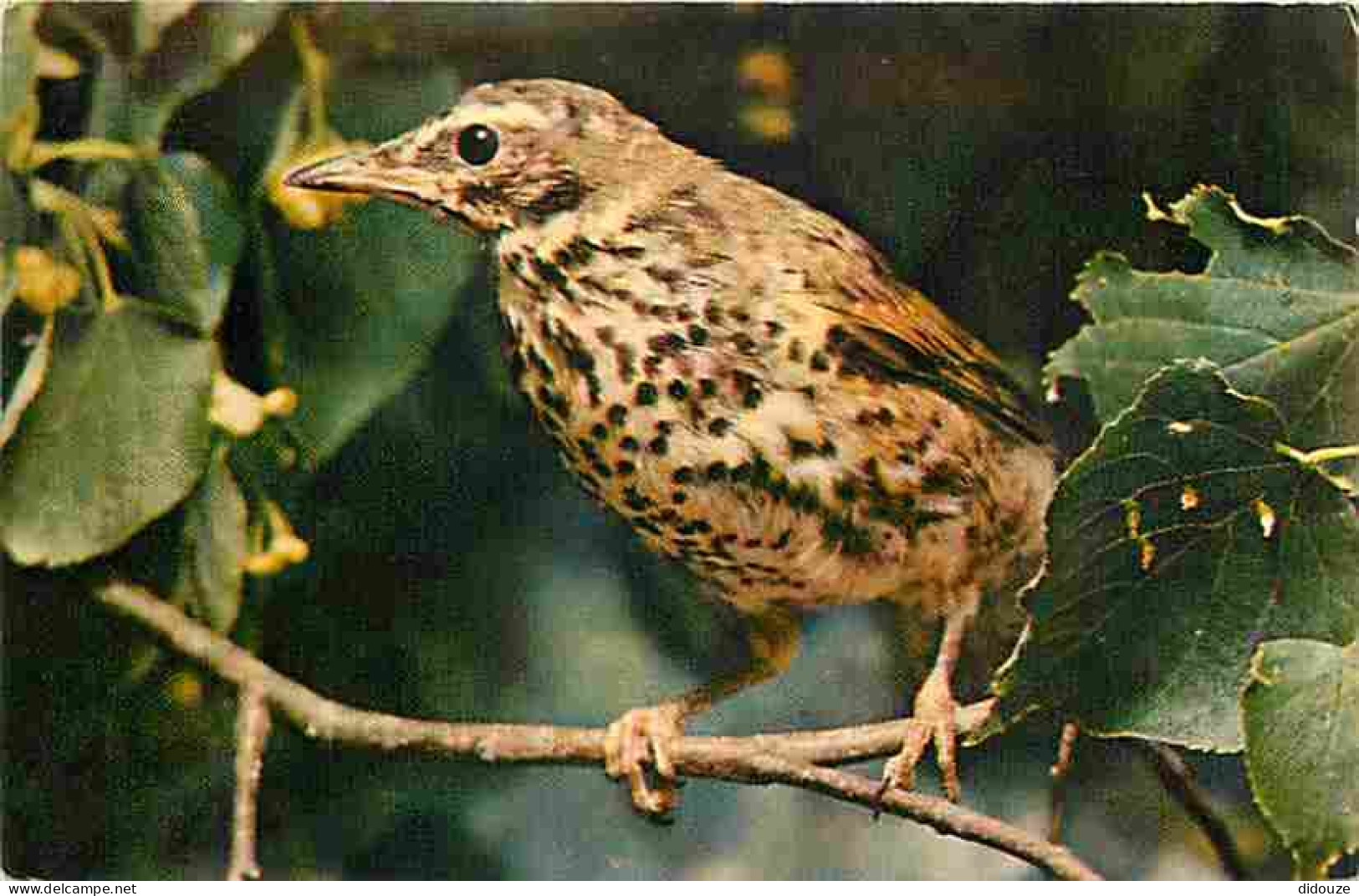 Animaux - Oiseaux - Grives - CPM - Voir Scans Recto-Verso - Birds