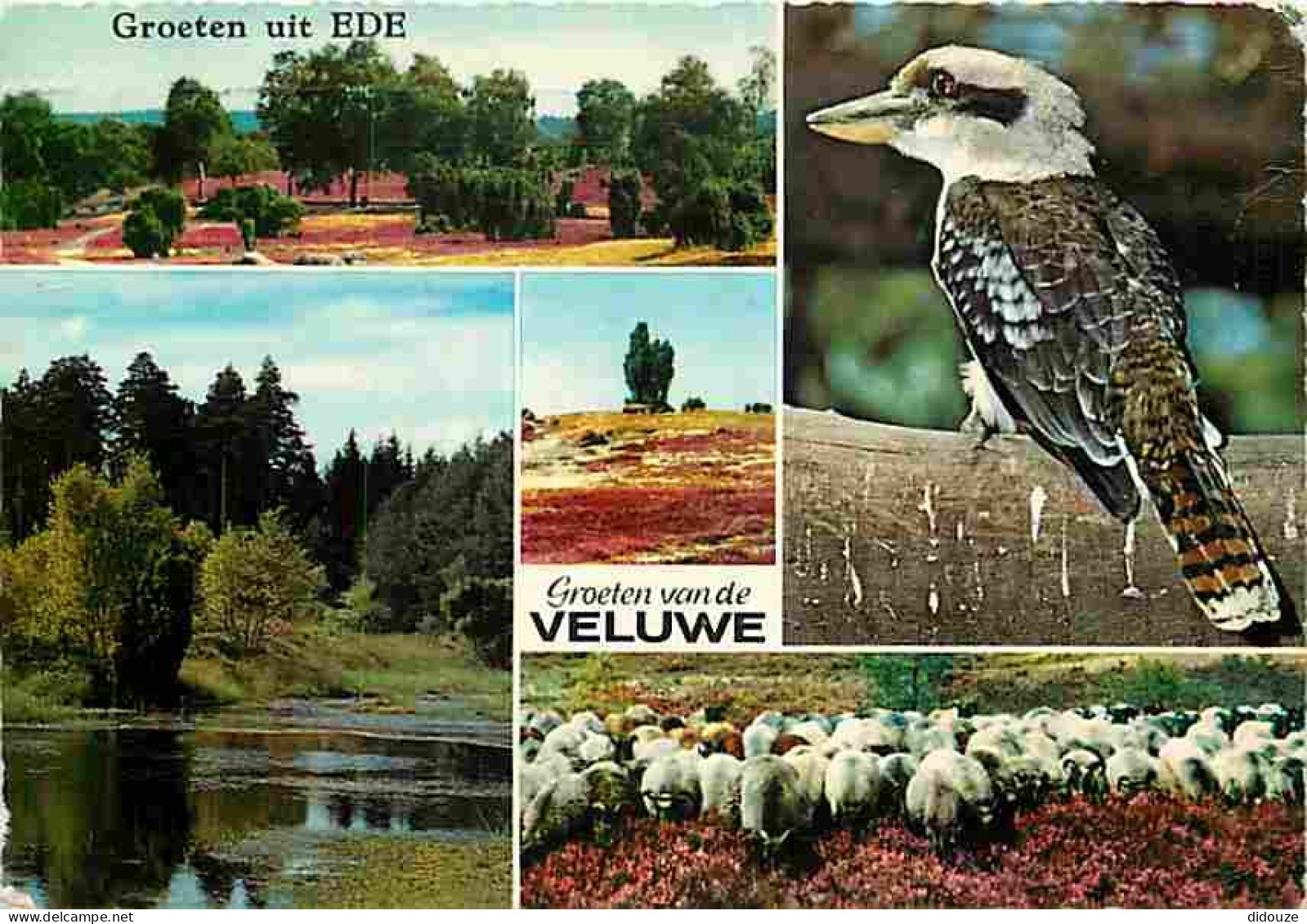 Animaux - Oiseaux - Goeten Van De Veluwe - Moutons - Multivues - CPM - Voir Scans Recto-Verso - Oiseaux