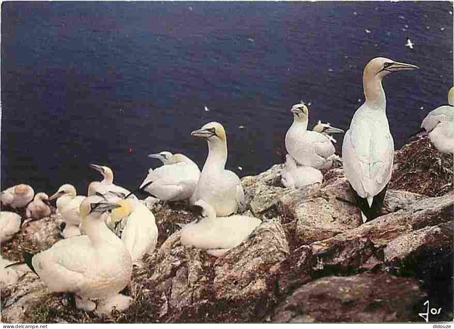 Animaux - Oiseaux - Fous De Bassan - CPM - Voir Scans Recto-Verso - Oiseaux