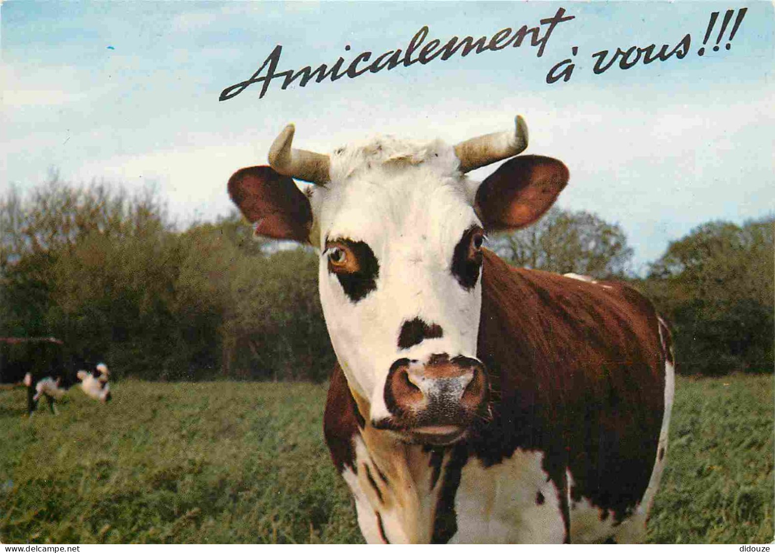 Animaux - Vaches - Carte à Message Humoristique - CPM - Voir Scans Recto-Verso - Kühe