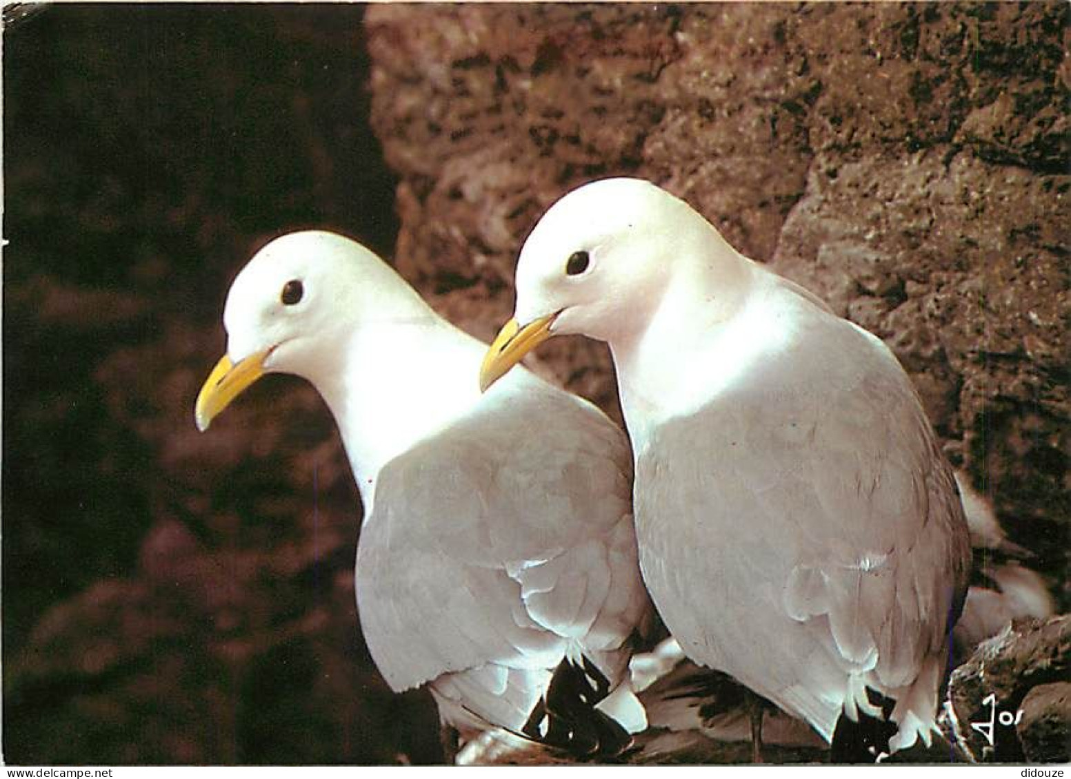 Animaux - Oiseaux - Oiseaux De Mer - Mouettes Tridactyles - CPM - Voir Scans Recto-Verso - Oiseaux